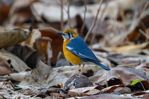 Orange headed Thrush or Ground dwellig thrush in Natural Habitat. Stock Photos