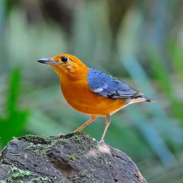 Orange-headed thrush Stock Photos