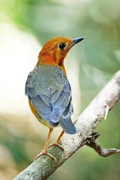Orange-headed thrush Stock Photos
