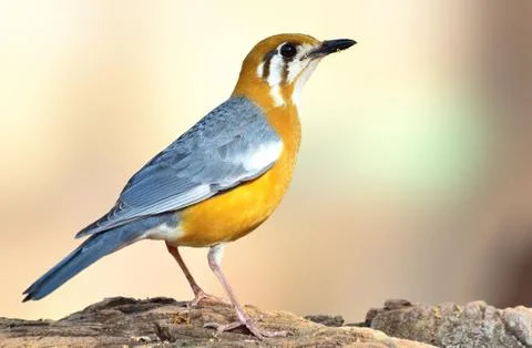Orange-headed thrush Stock Photos