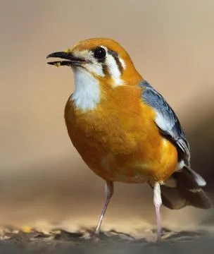 Orange-headed thrush Stock Photos