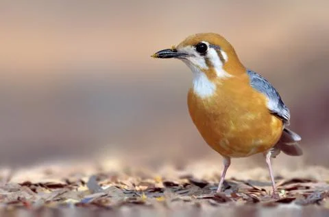 Orange-headed thrush Stock Photos
