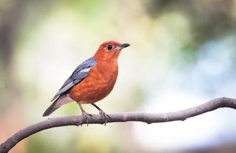 Orange-headed thrush Stock Photos