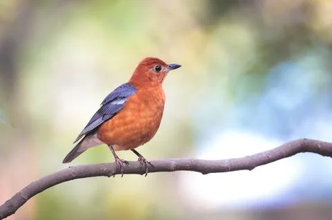Orange-headed thrush Stock Photos