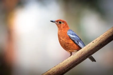 Orange-headed thrush. Stock Photos