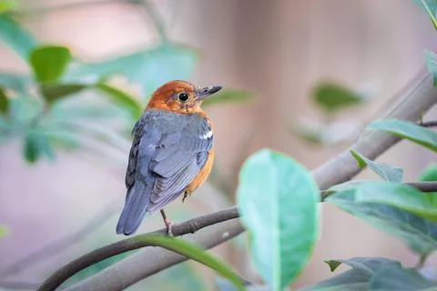 Orange-headed thrush Stock Photos