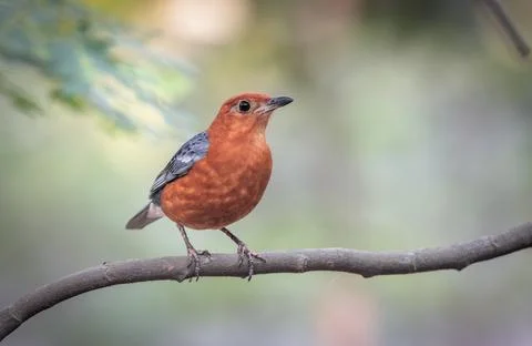 Orange-headed thrush. Stock Photos