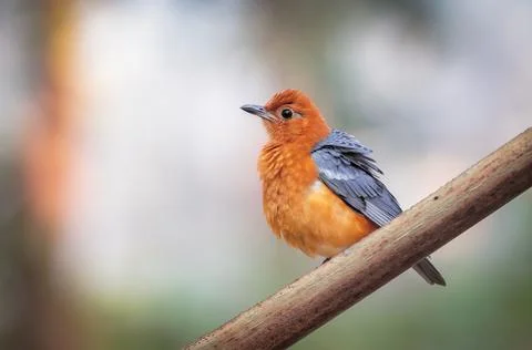 Orange-headed thrush. Stock Photos