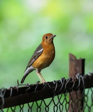 A orange-headed thrush Stock Photos