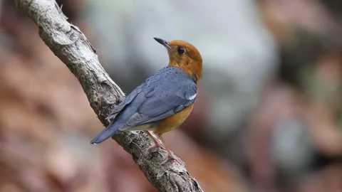Orange-headed Thrush,bird launching, Stock Footage 252959907