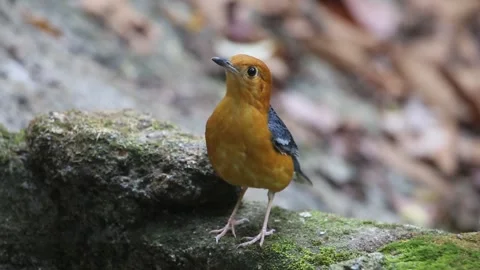 Orange-headed Thrush,bird launching, Stock Footage 252959980