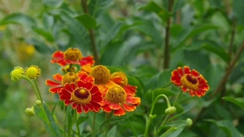 Orange Helenium flowers in summer garden Stock Footage 71004680