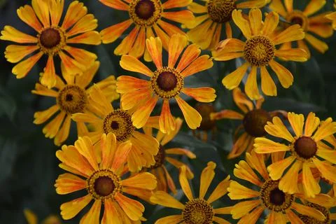 Orange helenium Stockfoto's