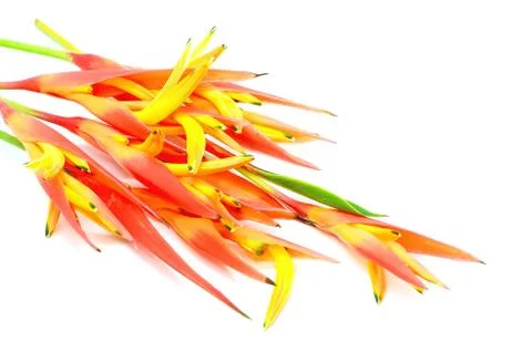 Orange heliconia Stock Photos