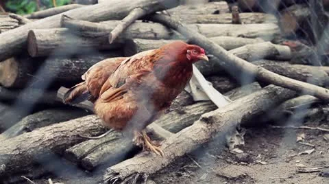 Orange Hen/Chicken Video stock 8968838