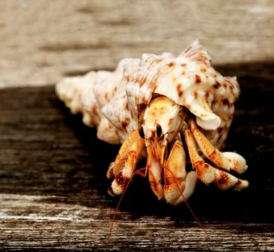 Orange Hermit Crab Foto stock