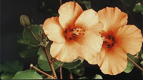 Orange Hibiscus in Bloom Stock Photos