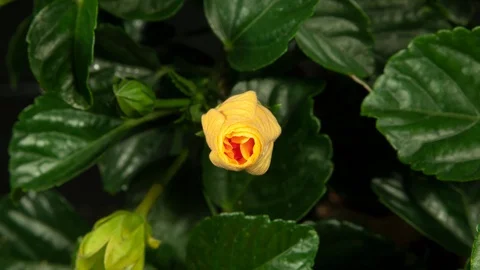 Orange Hibiscus Bloom Timelapse Stock Footage 109661394