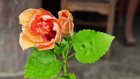 Orange hibiscus blooming front view with a bud. Vídeo Stock 341739508