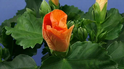 Orange hibiscus close - timelapse Vidéo 108842