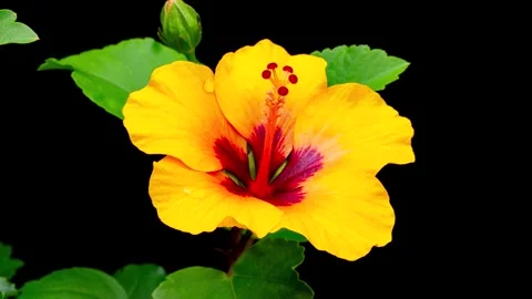Orange hibiscus flowers bloom Stock Footage 311032161