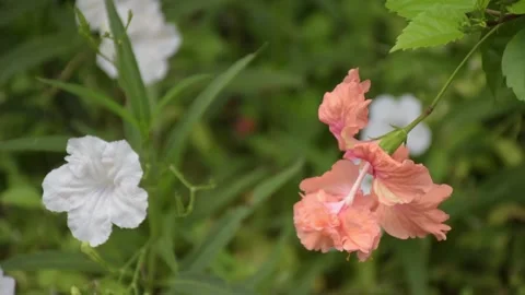 Orange hibiscus flowers bloom in the wind in a Thai public park Stock Footage 201331069