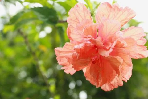 Orange Hibiscus Stock Photos