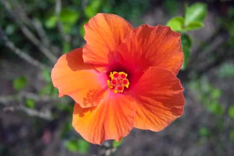 Orange Hibiscus Stock Photos