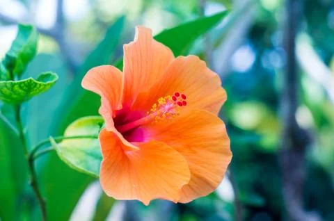 Orange hibiscus Stock Photos