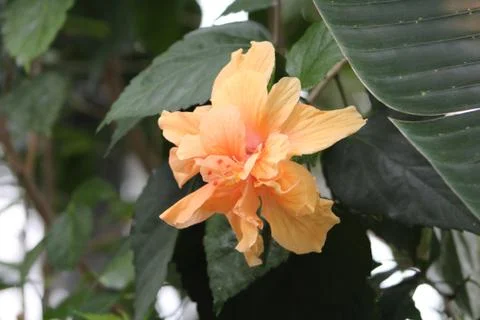 Orange Hibiscus Stock Photos
