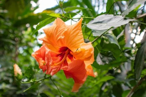 Orange hibiscus Stock Photos