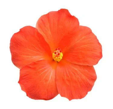 Orange hibiscus Stock Photos