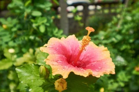 Orange Hibiscus Stock Photos