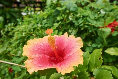 Orange Hibiscus Stock Photos