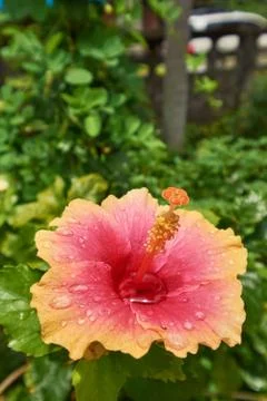 Orange Hibiscus Stock Photos