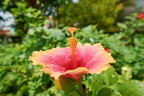 Orange Hibiscus Stock Photos