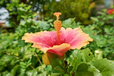 Orange Hibiscus Stock Photos