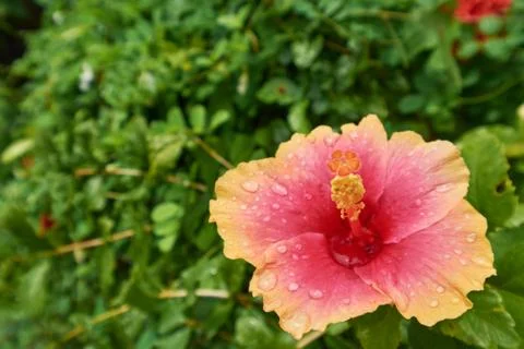 Orange Hibiscus Stock-Fotos