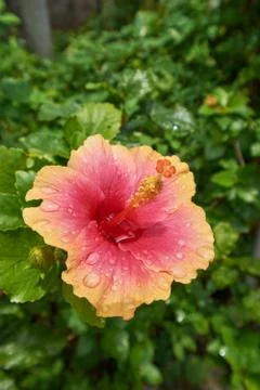 Orange Hibiscus Stock Photos
