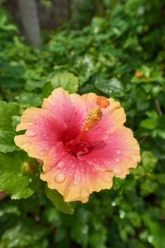 Orange Hibiscus Stock Photos