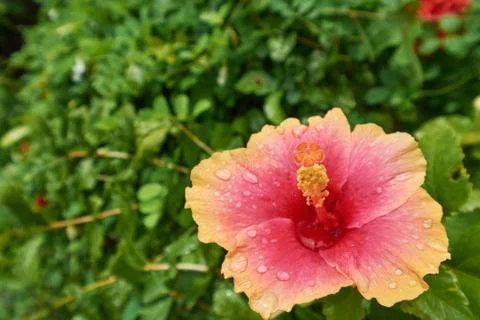 Orange Hibiscus Stock Photos