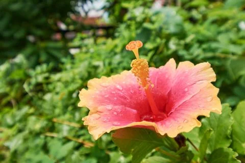 Orange Hibiscus Stock Photos