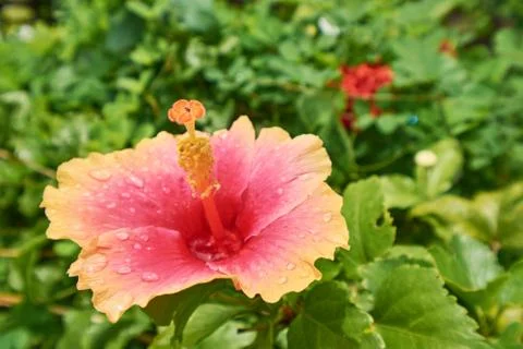 Orange Hibiscus Stock Photos