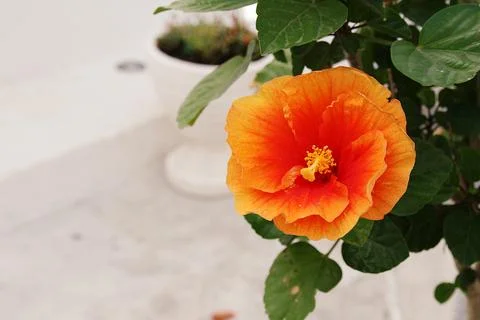 Orange hibiscus Stock Photos