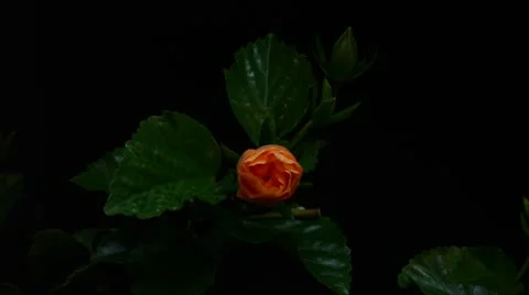Orange hibiscus time lapse Stock Footage 10768392