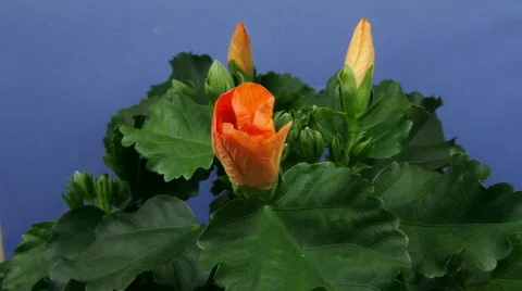 Orange hibiscus - timelapse Video stock 108841
