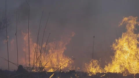 Orange high flame of fire closeup. Flame of fire burns everything in its path. Stock Footage 328427717