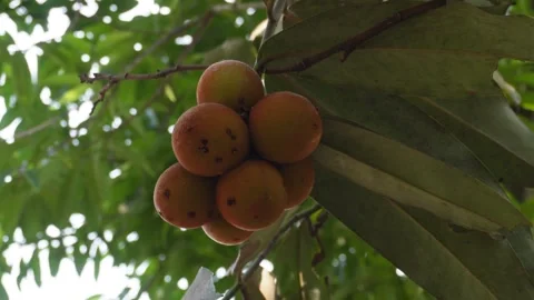 Orange Hog Plum Stock Footage 340645832