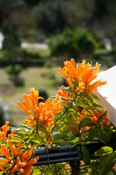 Orange honeysuckle Stock Photos