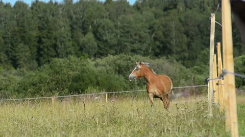 Orange horse Stock Footage 54047129